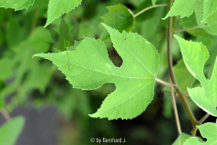 Broussonetia papyrifera - Papiermaulbeer