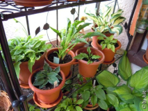 DSCN0895.JPG