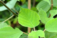 Broussonetia papyrifera - Papiermaulbeer