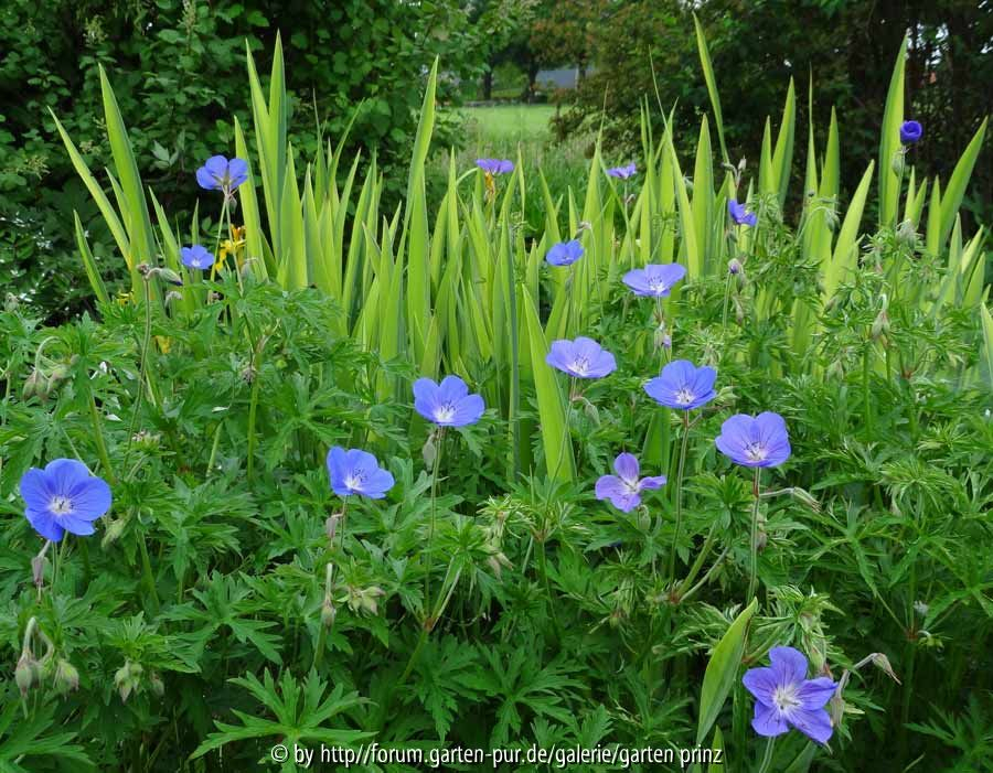 Geranium Brookside mit Iris pseudoacorus Variegata