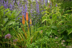 Kniphofia mit Phlomis russeliana