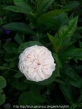 Rose.jpg