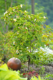 stewartia rostrata14