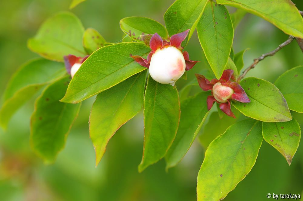 stewartia rostrata14 knospen