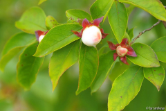 stewartia rostrata14 knospen