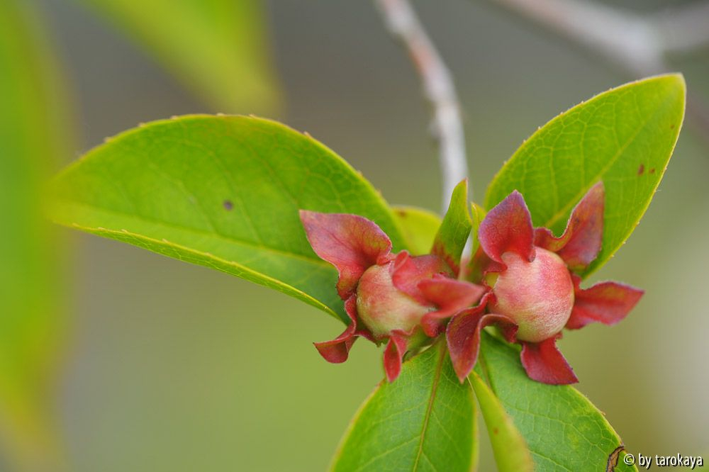 stewartia rostrata14 knospen klein