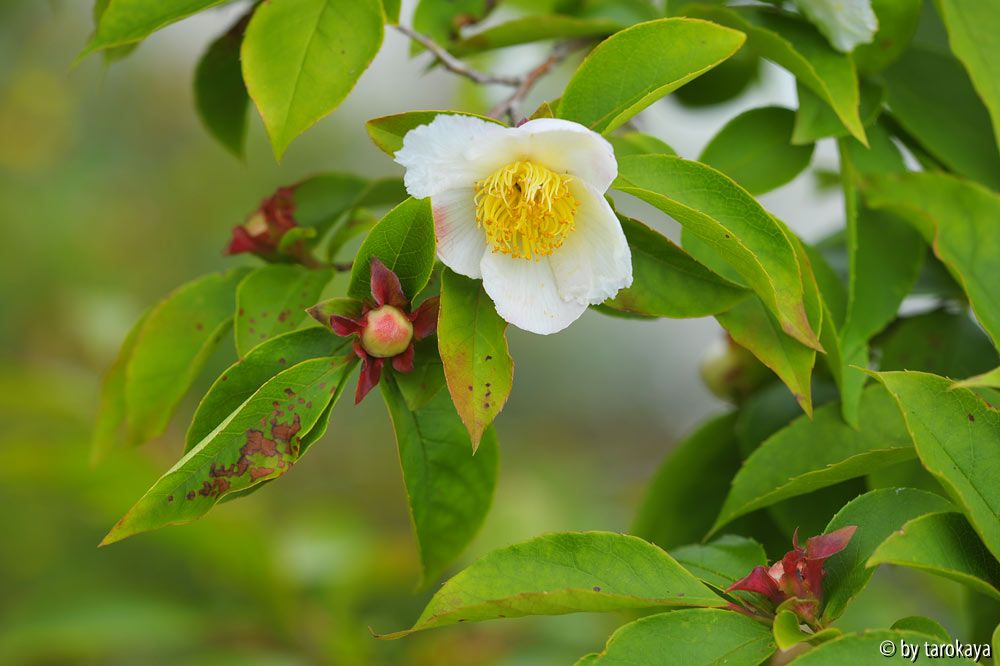 stewartia rostrata14 blüte