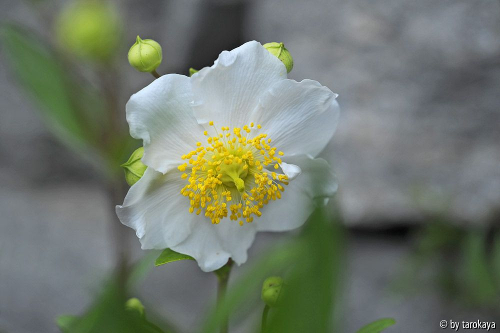carpenteria californica14