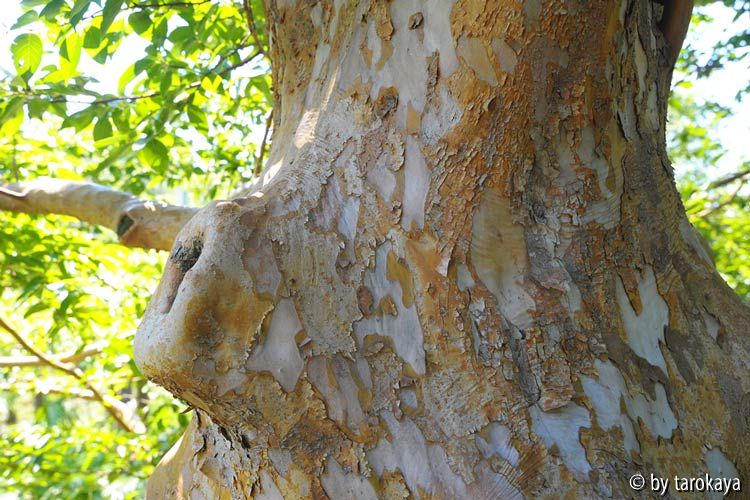 stewartia monadelpha rinde13