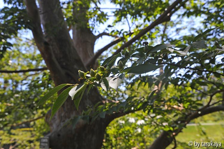 stewartia monadelpha früchte13