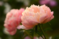 Coral Charme