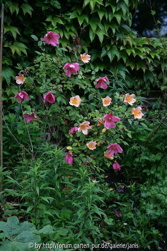 Mutabilis 23.5.