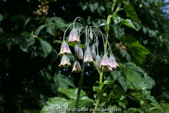 Nectaroscordum-siculum-ssp_-bulgaricum_0