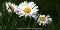 bellis_IMG_3293hp.jpg