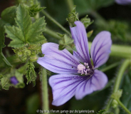 malva-sylvestris_IMG_9544_b.jpg