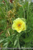 garden treasure