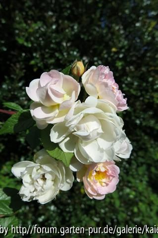 blush noisette