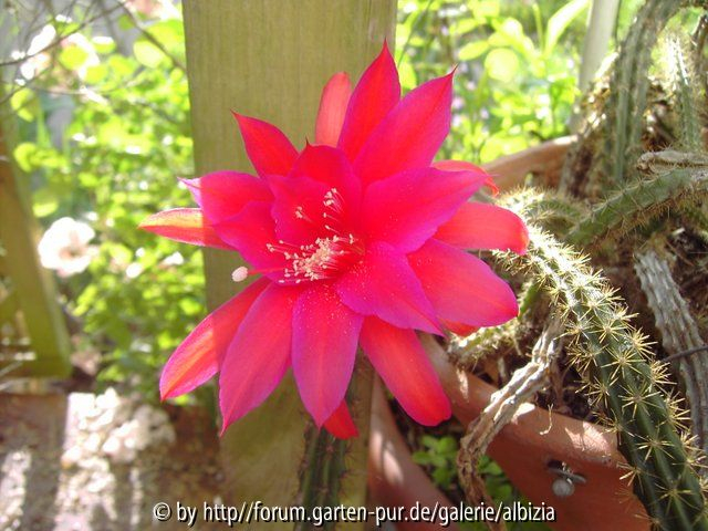 Aporocactus