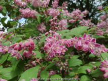 Deutzia Strawberry Fields May 2014