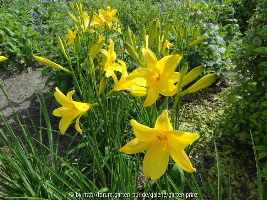 Hemerocallis lilioasphodelus May 2014