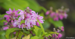 deutzia14 - welche?