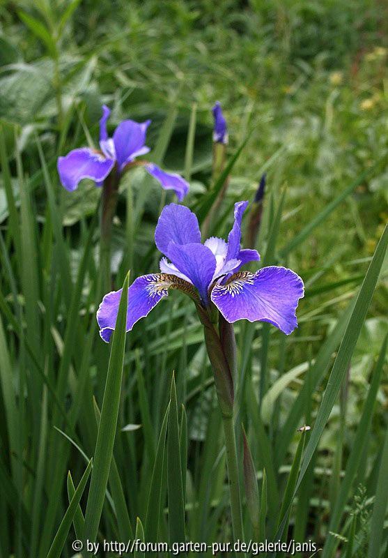 iris sibirica