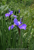 iris sibirica