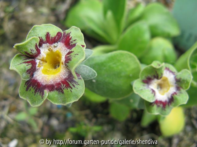 Primula x auricula 