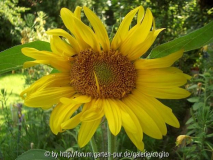 sonnblume.JPG