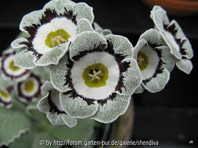 Primula x auricula 