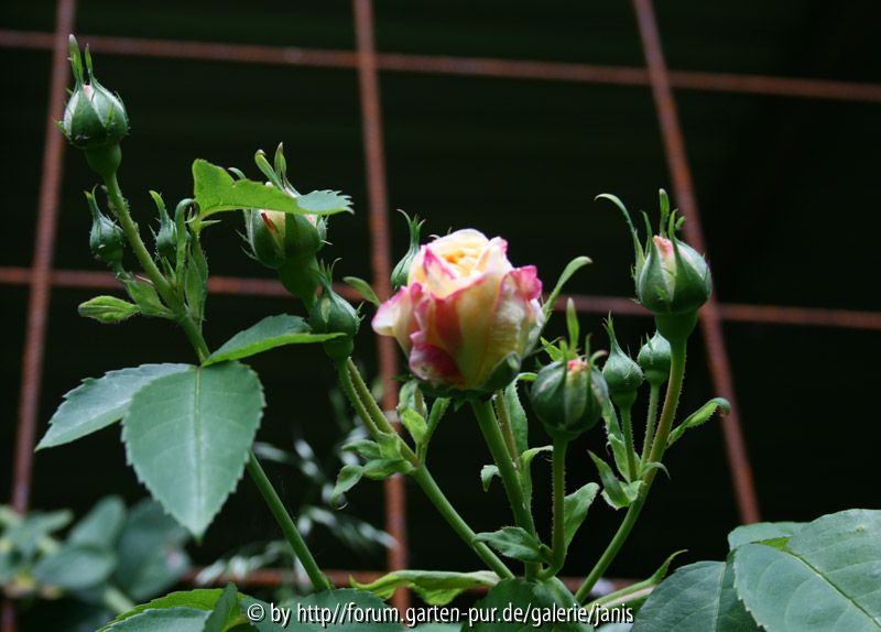 unbekannte rose2_1