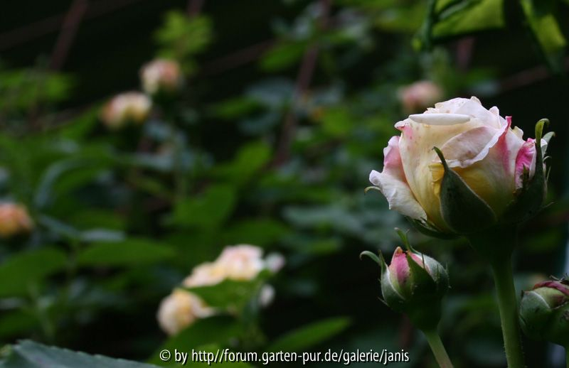 unbekannte rose2_2