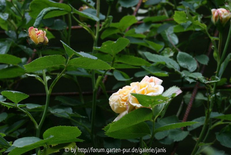 unbekannte rose2_5