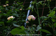 unbekannte rose2_6
