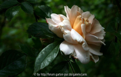martine guillot