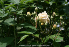 ghislaine de feligonde