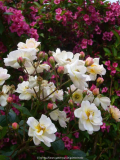 Rose-Trier_14-1.jpg