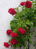 Rose-The Prince_s Trust_14-1.jpg