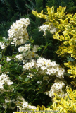 Rosa_multiflora_nan_14-1.jpg