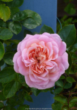 Rose-Pirouette_14-1.jpg