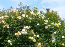 Rose-Ghislaine_14-1.jpg