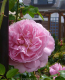 Rose-ShropshireLad_14-2.jpg