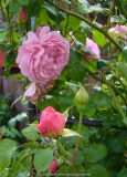 Rose-ShropshireLad_14-3.jpg