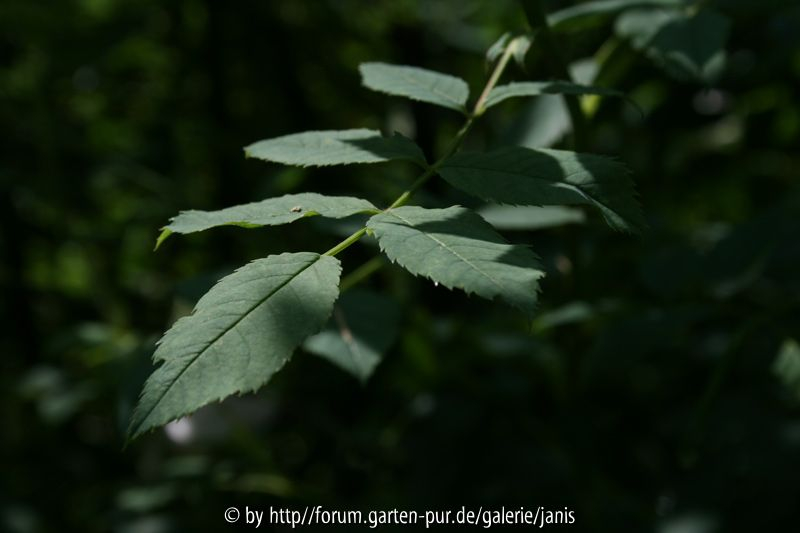unbekannte wildrose_2