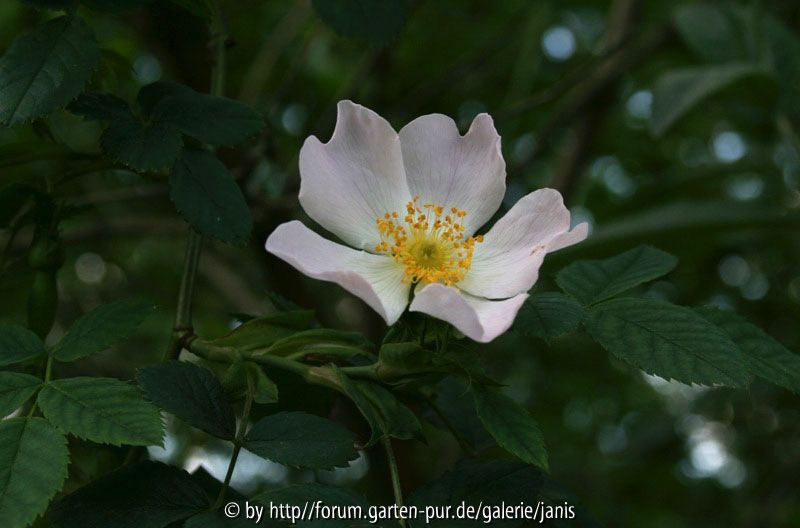 unbekannte wildrose_3