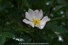 unbekannte wildrose_3