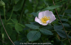 unbekannte wildrose_4