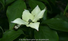 cornus kousa wietings select1
