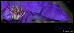 blaue clematis