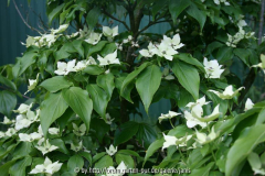 cornus kousa wietings select2